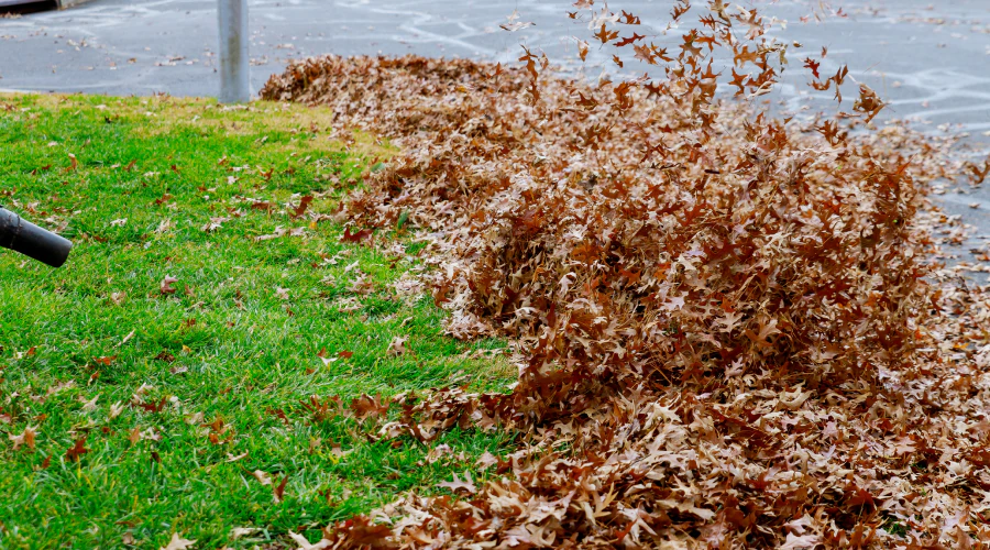 dried leaves in a lawn area